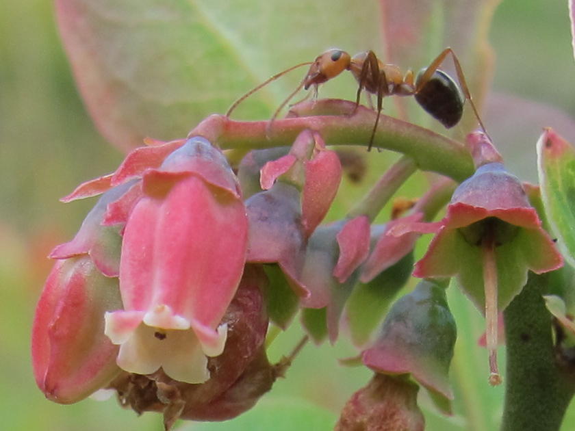 Blue Jay Barrens April 2012
