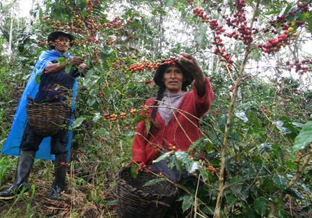Café de Perú Café peruano para todo el mundo Café en la red