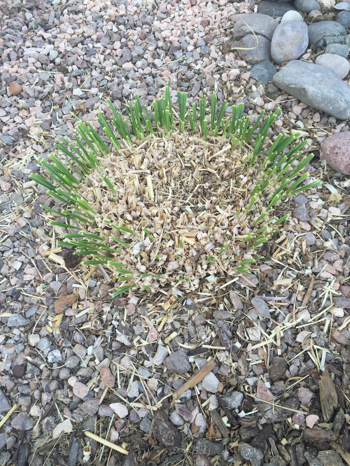 Xtremehorticulture of the Desert Brown Center of Pampas Grass Common