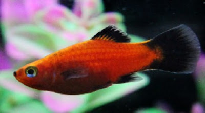 Ikan Platy Black Tail Gambar Ikan Platy Black Tail