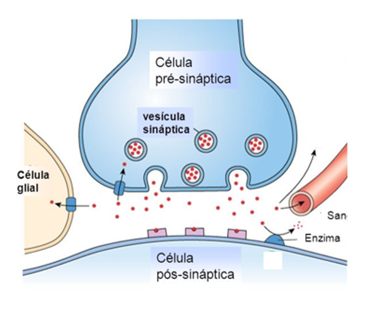 Plantando Ciência: O que acontece com os neurotransmissores após a sinapse?