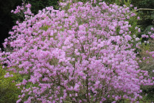 東京の格安物件に咲く花