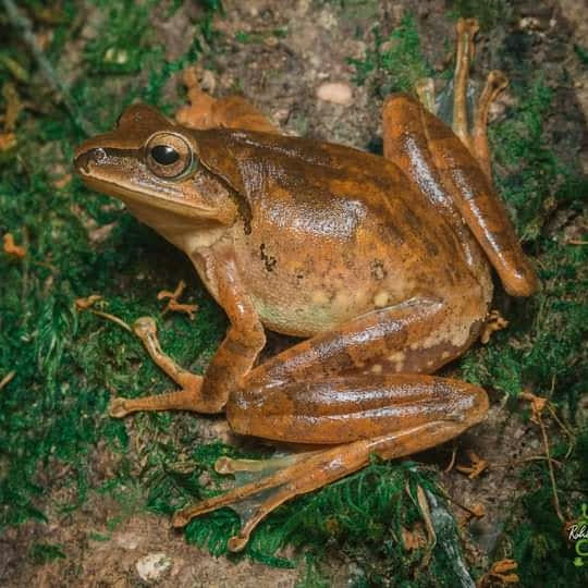 Happy international frog day