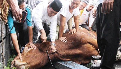 Pengertian Qurban Dan Aqiqah