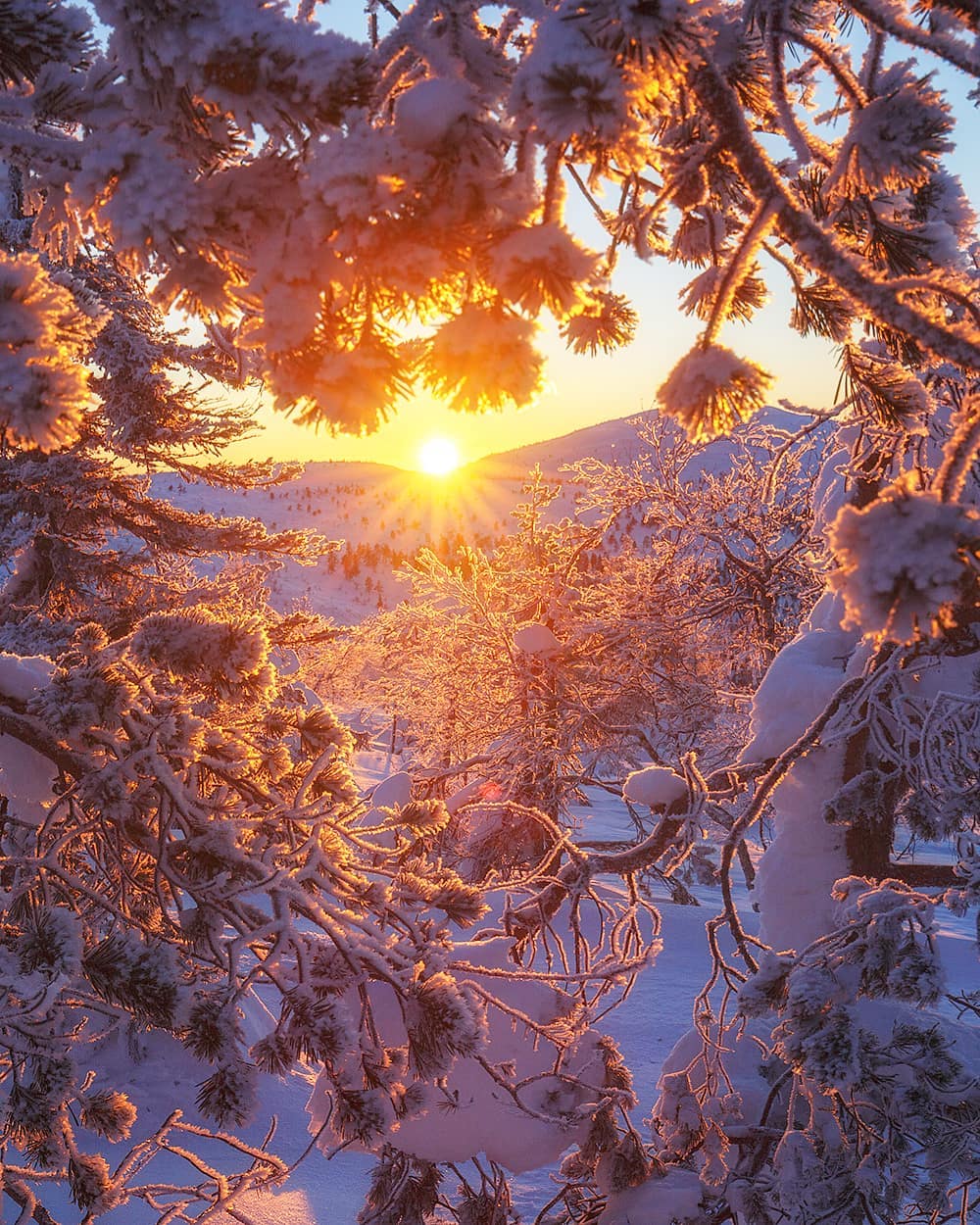 В морозные дни солнце восходит в тяжелом. Зимний закат. Иней на рассвете. Иней горы солнце. Иней на деревьях.
