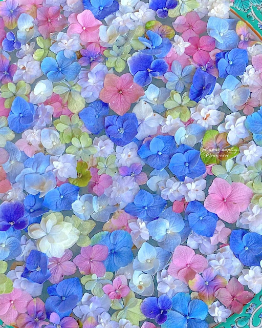 Hortensias azules blancas amarillas y rosas flotan en agua