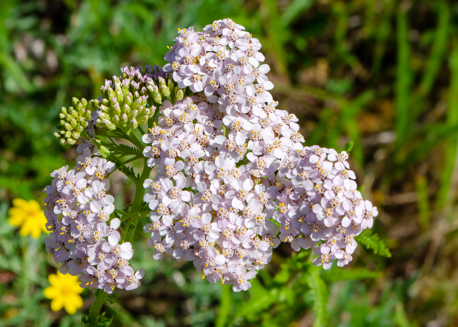 Wanderin' Weeta (With Waterfowl and Weeds): Yarrow, white and pink