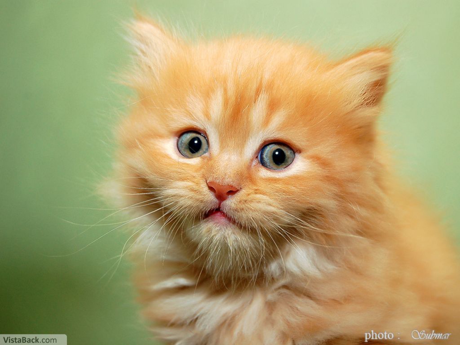 даже в самом небольшом. даже самый маленький подарок становится великим даром. доброту за слабость. и даже самый сильный встретит свою слабость. счастливые моменты жизни.