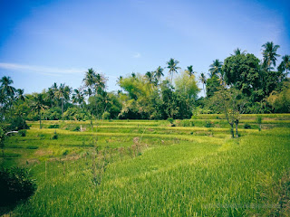 Green And Peacefull Coutryside Rice Fields Of Agricultural Landscape On A Sunny Day Ringdikit Village North Bali Indonesia