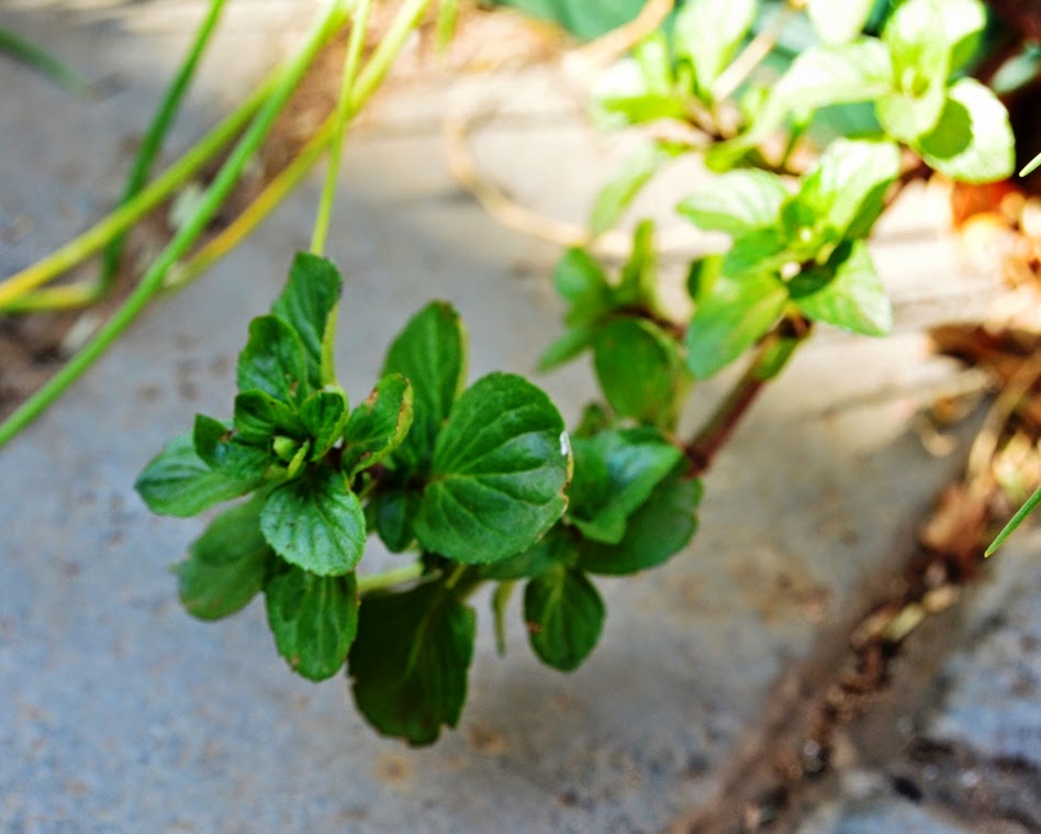 Roots 'n' Shoots Mint How to Grow Herb of the Month