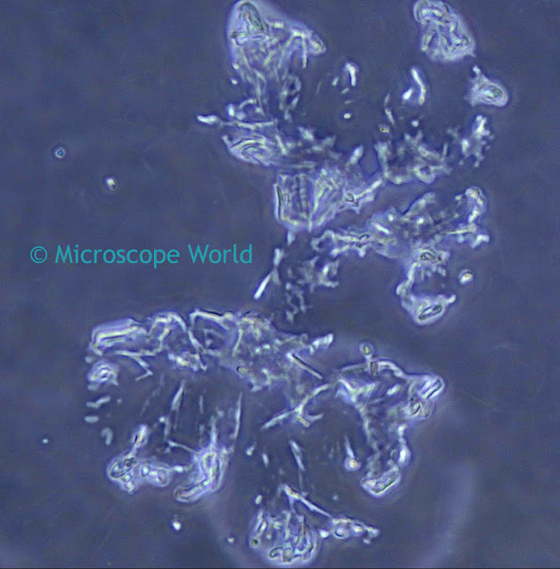 Phase contrast microscope image of cheek cells captured at 400x by Microscope World using an HD microscope camera.