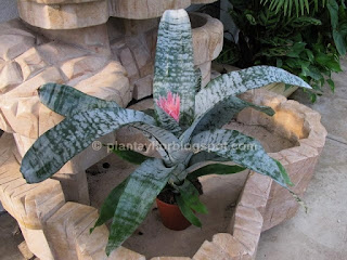 Aechmea fasciata