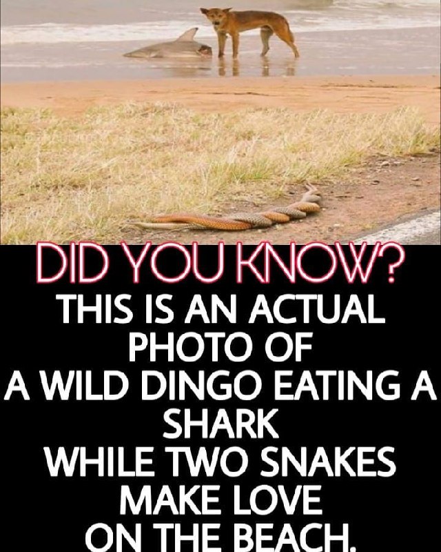 Wild Dingo Eating Sharks While Snakes Making Love - Picture Worth