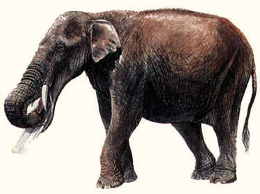 elefantes extintos Amebelodon