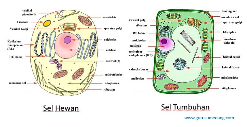 Perbedaan Sel Hewan Dan Tumbuhan Guru Sumedang