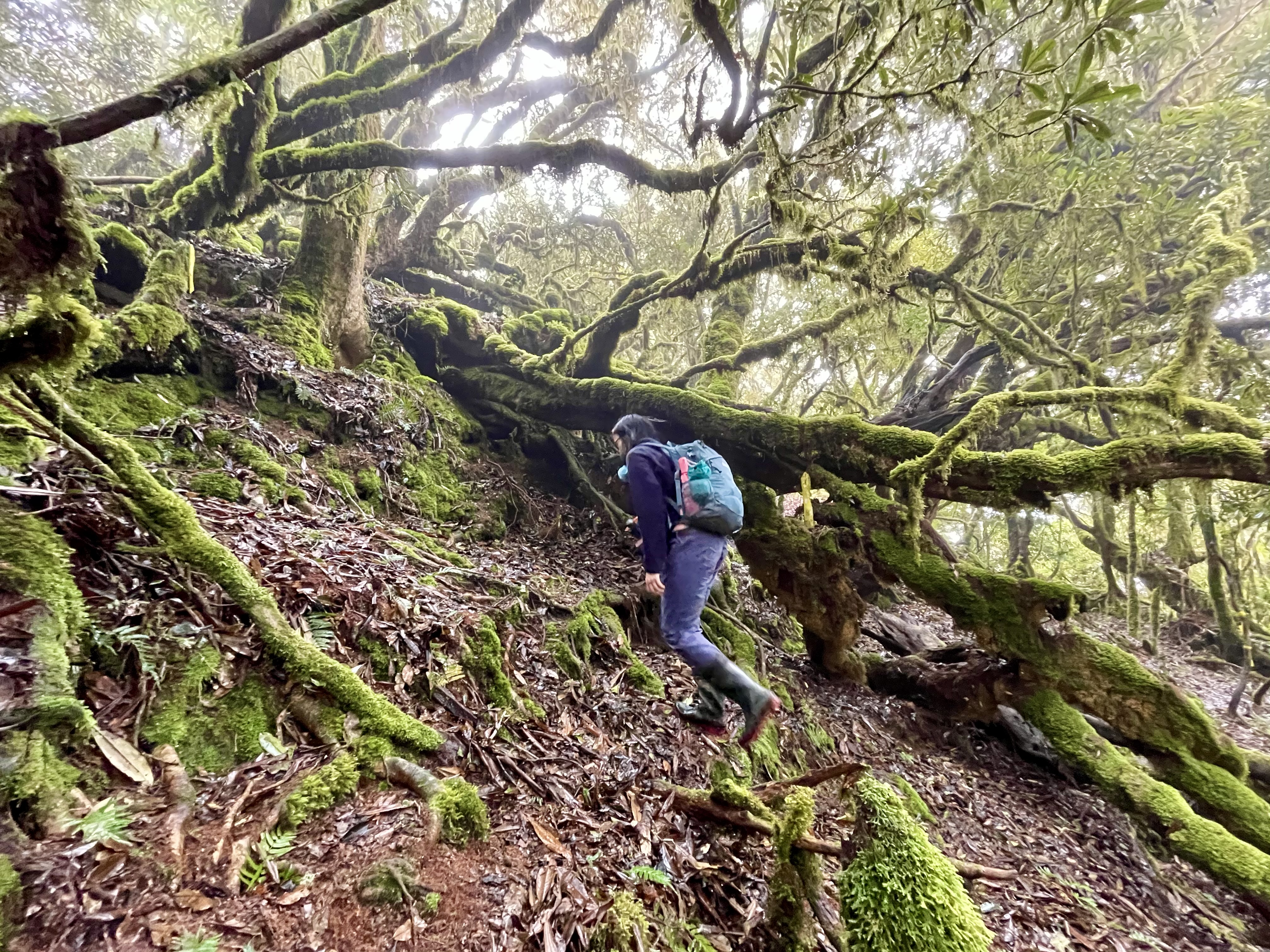 玉里山山頂附近的杜鵑灌木