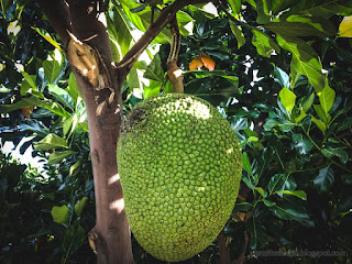 Fresh Jackfruit Hanging On The Tree Amongst Fresh Green Leaves In The Garden At The Village