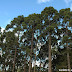 Floresta com Araucárias: Instituições indicam necessidade de ações práticas para sua proteção