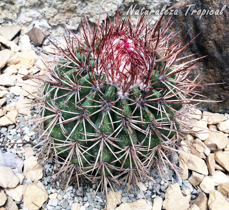 Melocactus holguinensis es una hermosa especie endémica de Cuba muy apreciada en su entorno natural que se encuentra en grave peligro de extinción