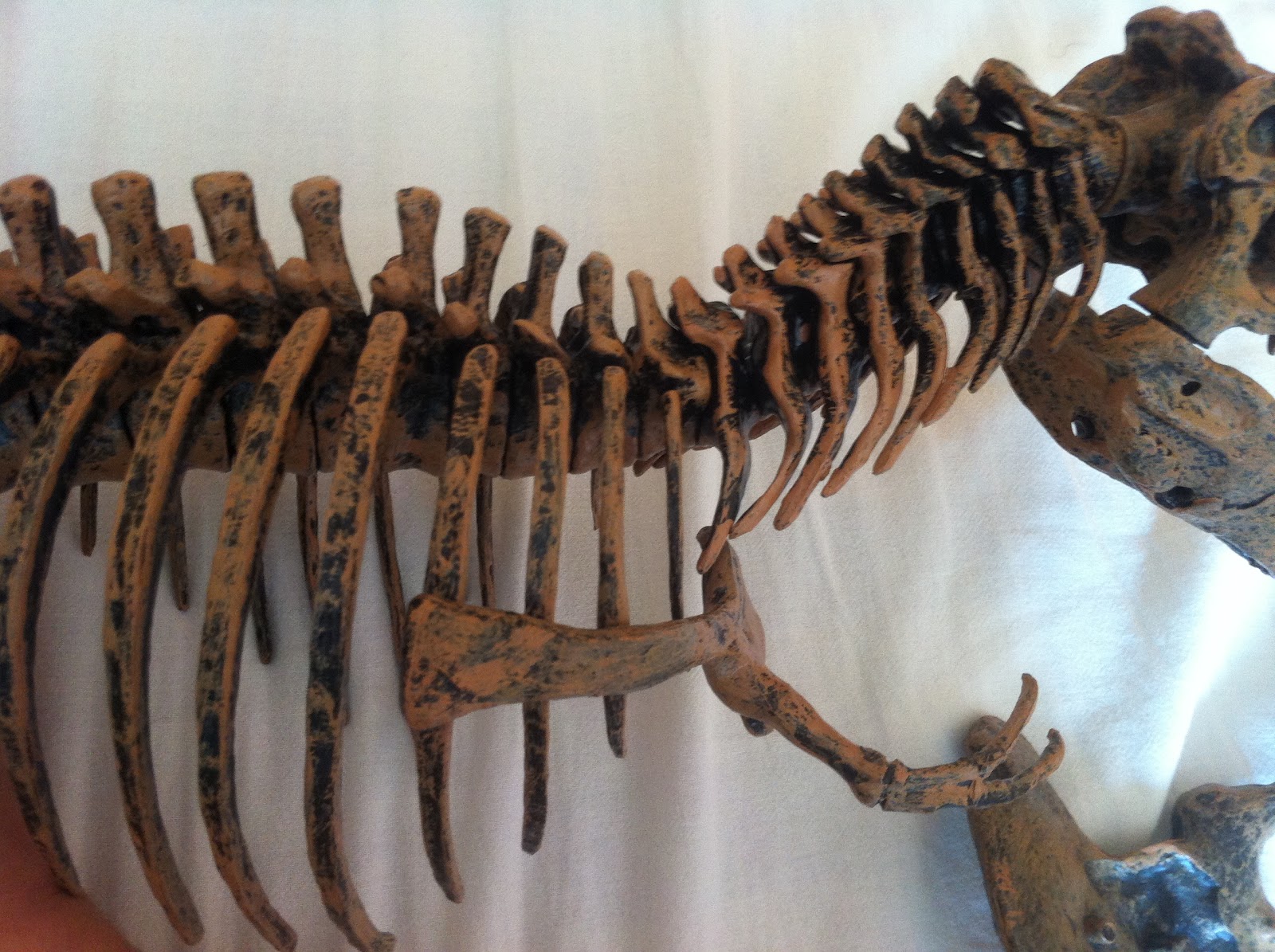 Weird & Wonderful: My T. rex skeleton model and general dinosaur anatomy