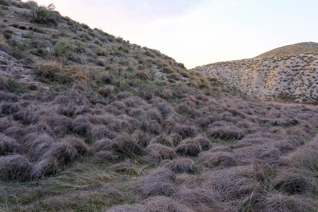 ALMANAQUE NATURAL La Belleza de los Espartales del Interior Peninsular