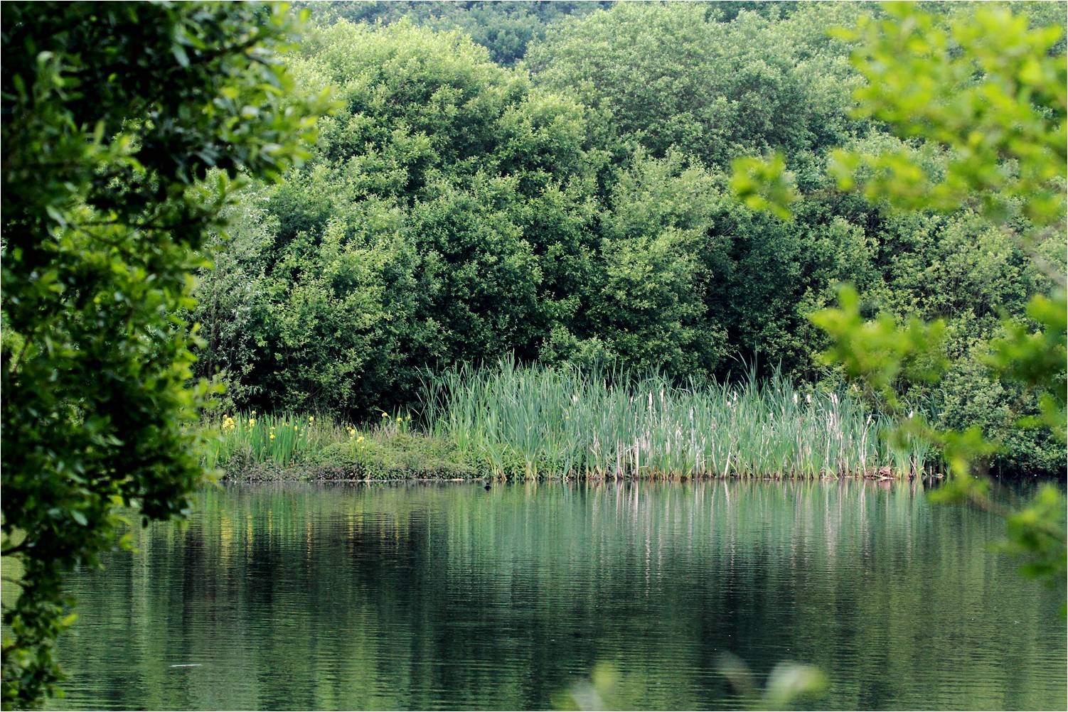 Wanstead Birding The Shoulder of Mutton