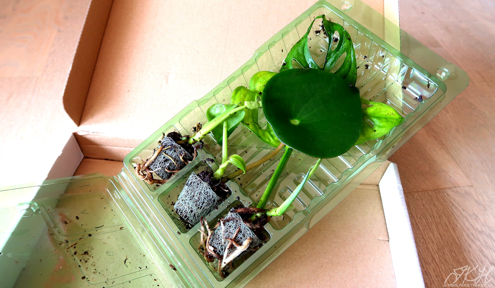 Jea's Blanke Tanker Online Baby Plants.