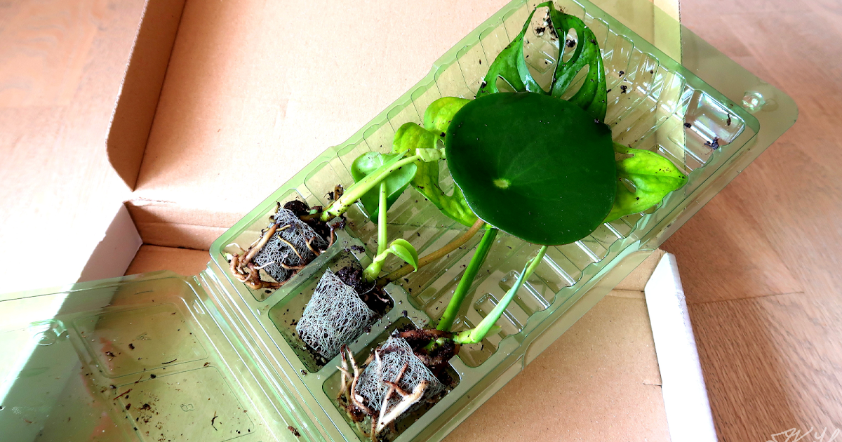 Jea's Blanke Tanker Online Baby Plants.