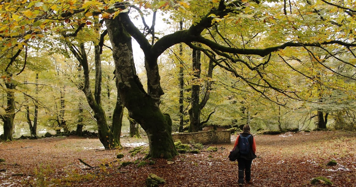 Ruta por el bosque encantado de Urbasa (Valle de Yerri / Deierri