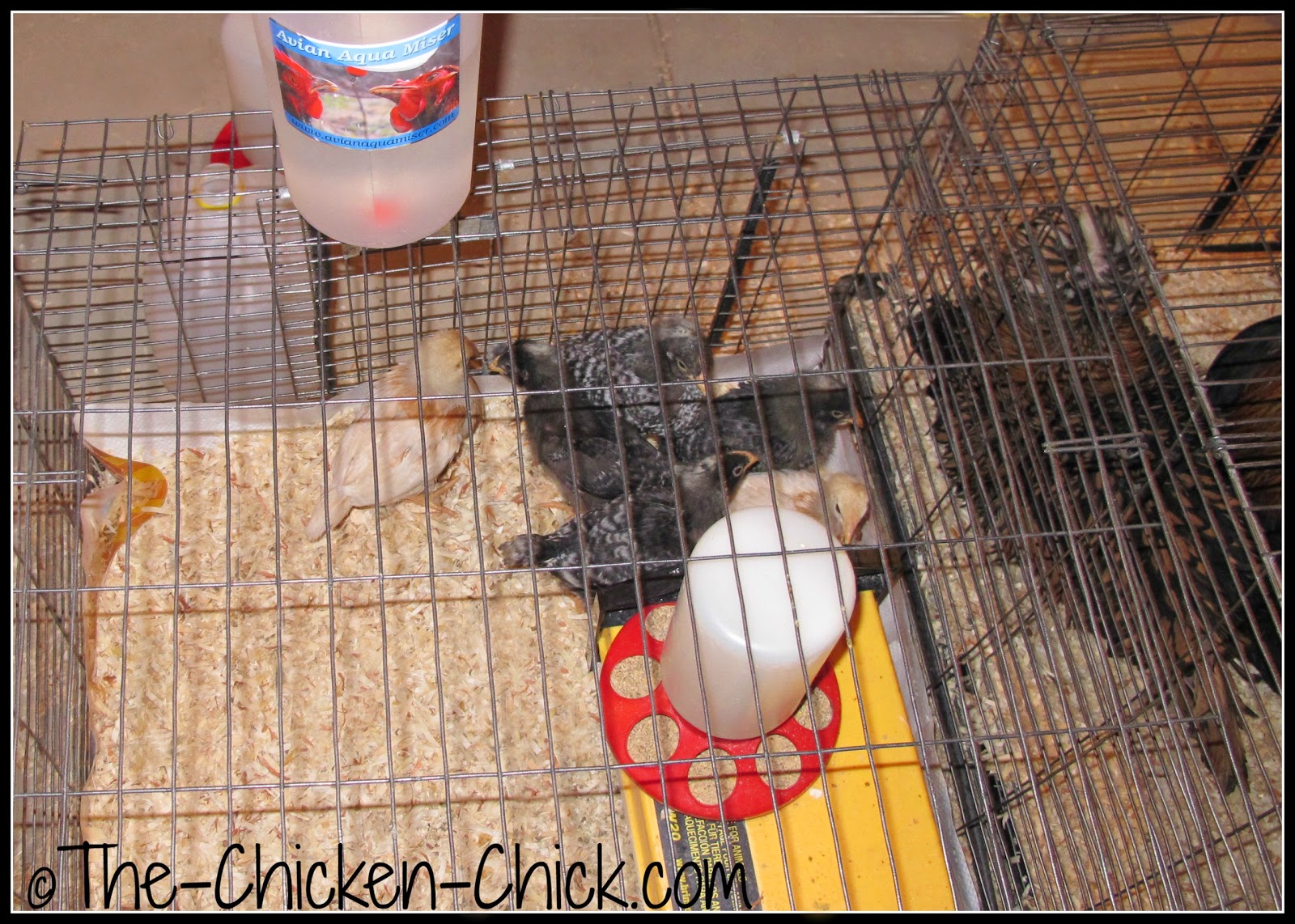 The Chicken Chick® DIY Chicken Feeder for Brooder, Infirmary or