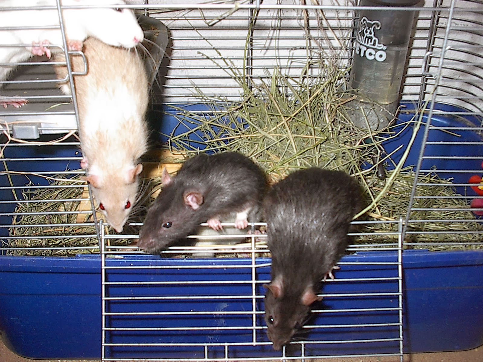 The Random Animal Blog The Raw Diet For Rats