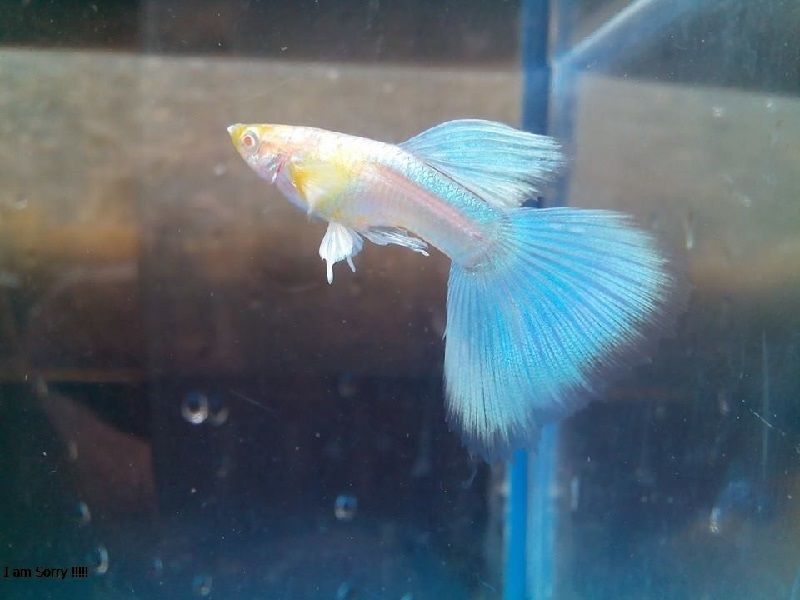 Gambar Jenis Ikan Guppy Import - Ikan Guppy Import Blue Sky / BS