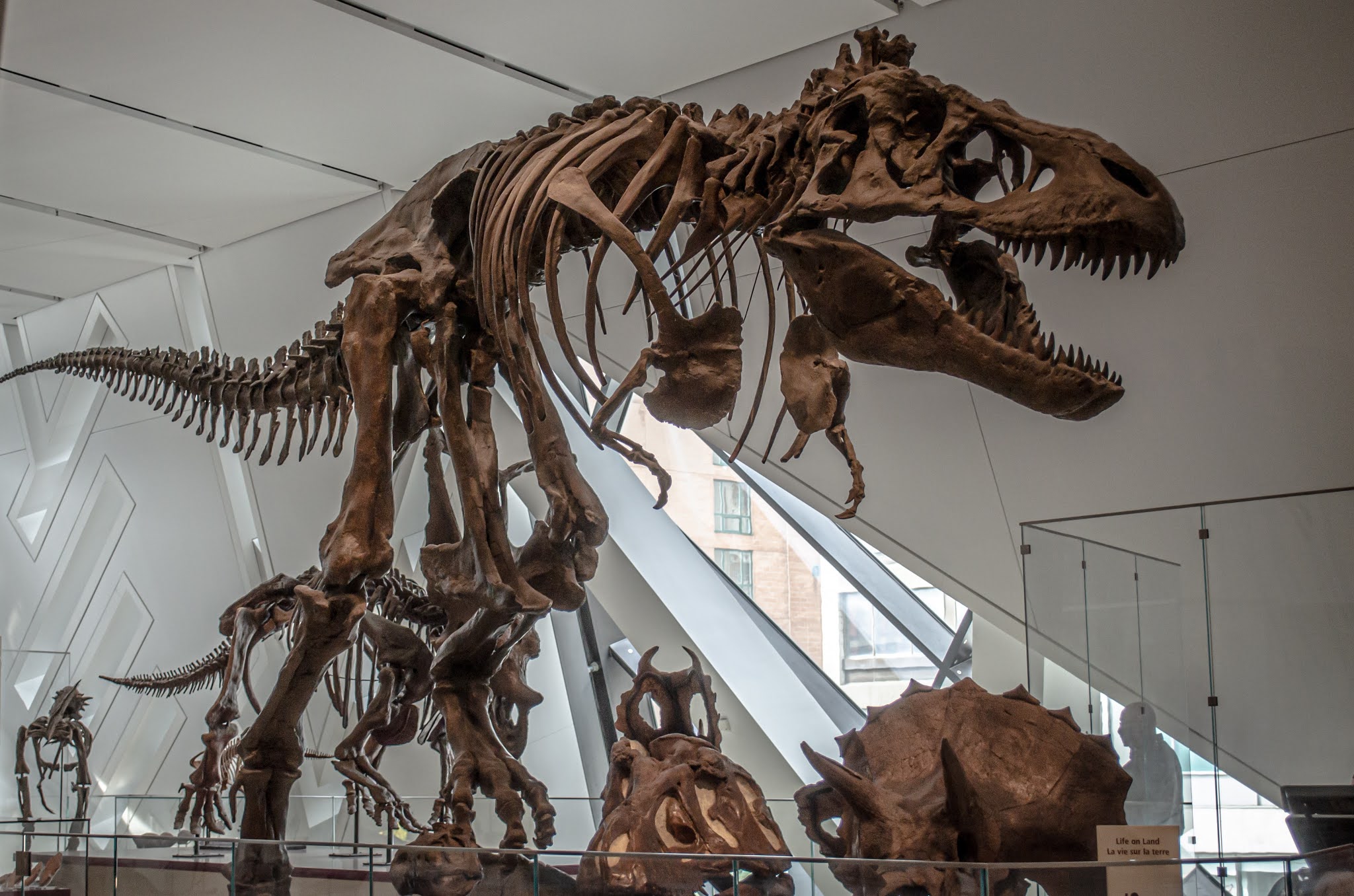 9 Largest MeatEating Dinosaurs