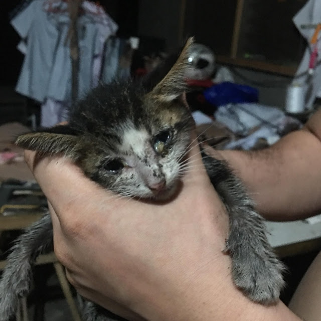 This Stray Kitten Was Found In A Terrible Condition And His Transformation After Months Of Love Is Remarkable