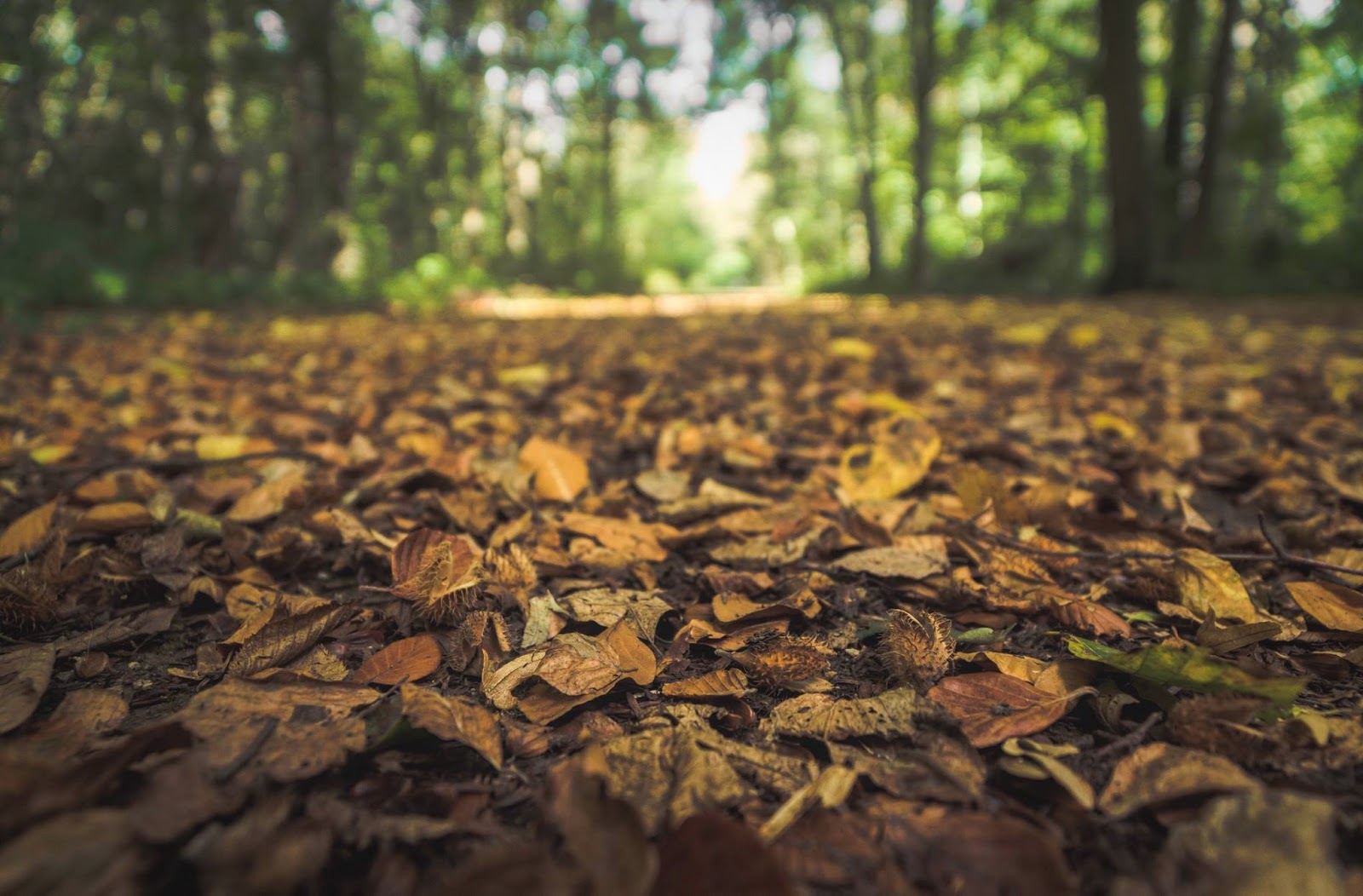 Wo Stille Wohnt Und Glanz November 2018