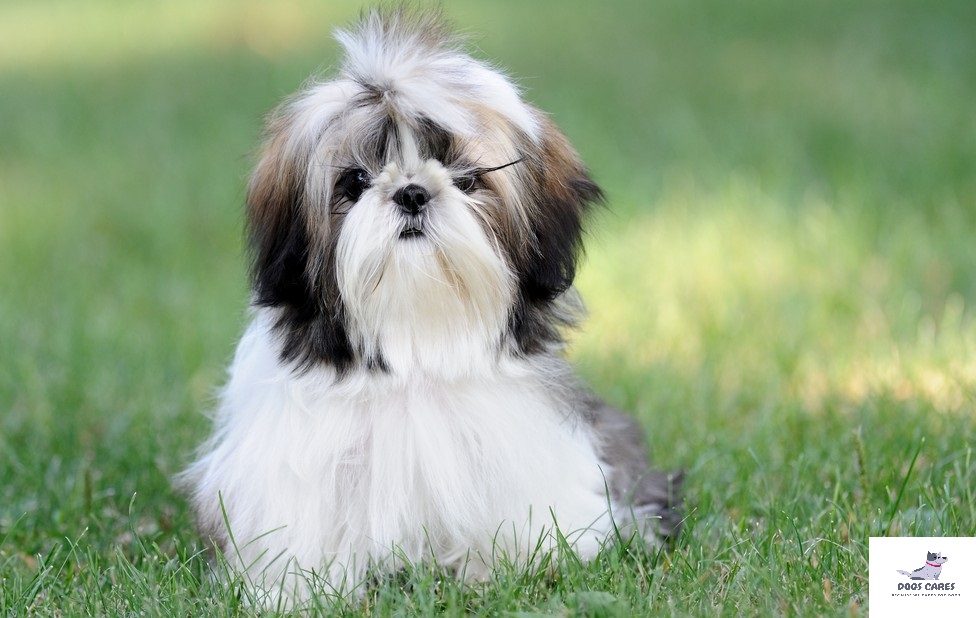  Shih Tzu dog breed Grooming