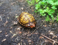 Box Turtle Surprise Again