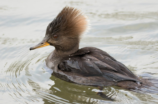 Hooded Merganser - Corsham Lake, Wiltshire