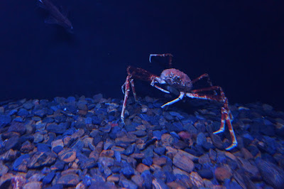 Oceanario-Parques das Naçoes-Lisbonne-Portugal