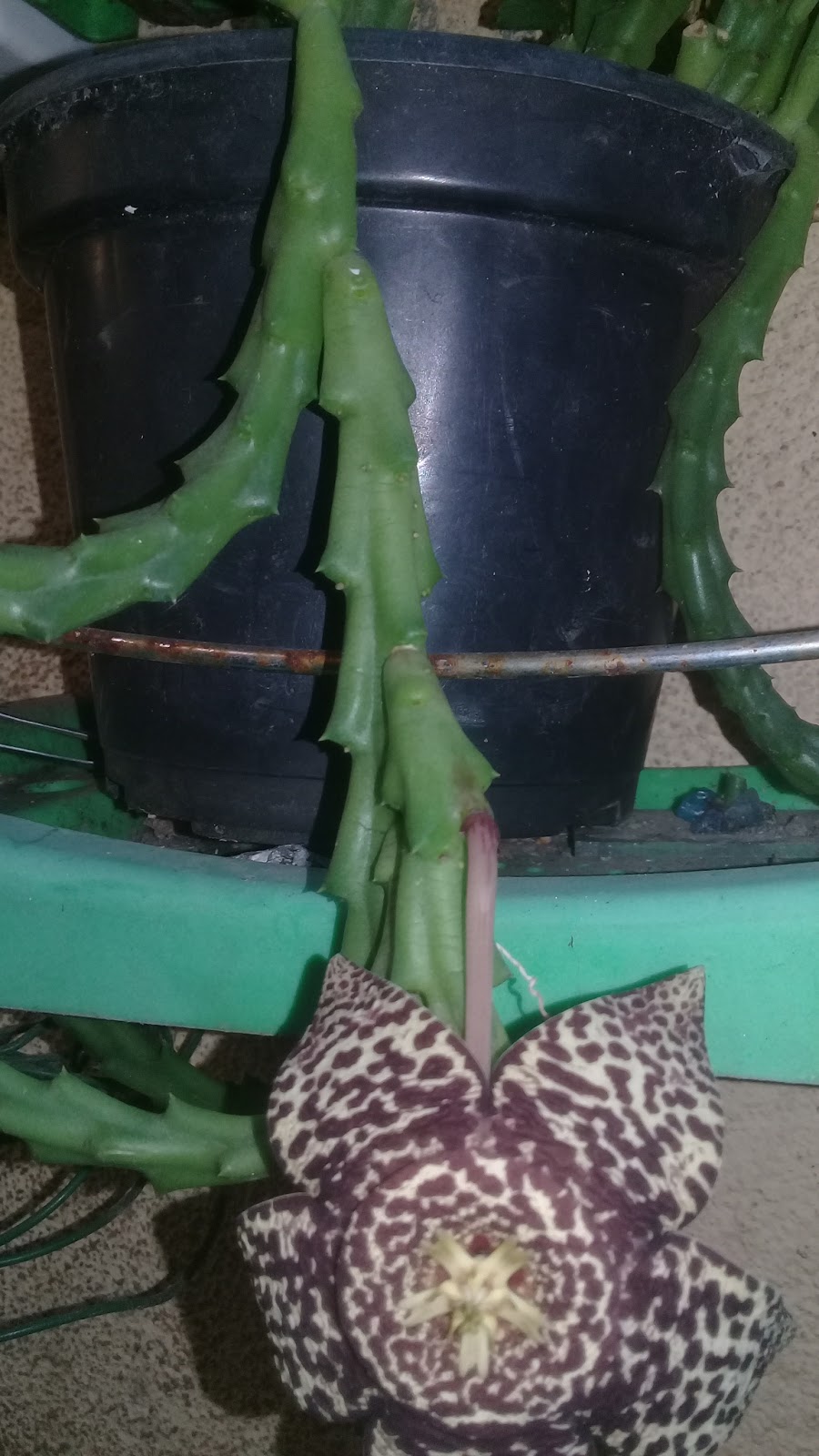 DIÁRIO DE FÉ E FLORES: Orbea variegata - Minha planta suculenta