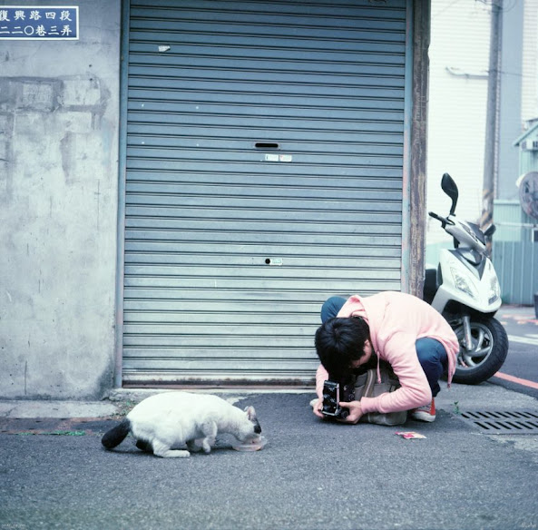 Japan stray cat being photographed with a 6x6 film camera