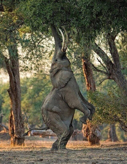 Elephant reaching out for the trees - Picture Of The Day