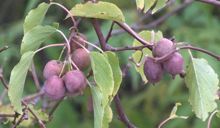 معلومات عن فاكهة الكيوي