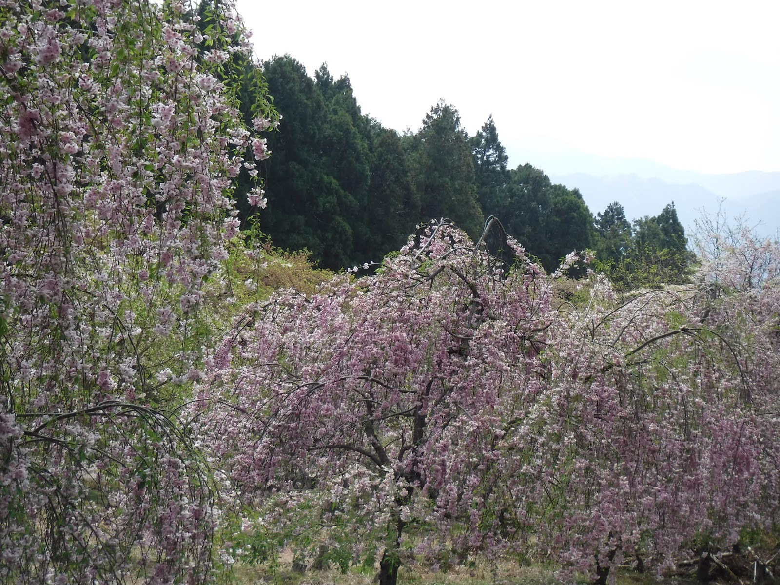 山旅三昧 局ヶ岳 つぼねがたけ 1029m に登る