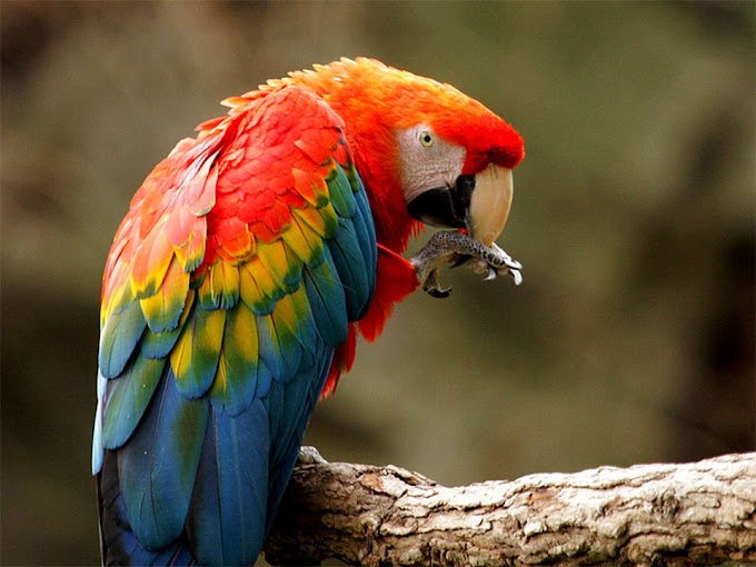 Scarlet Macaw (Ara Macao) | National Bird of Honduras