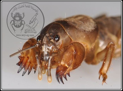 حشرة الحفار (كلب البحر) Gryllotalpa gryllotalpa
