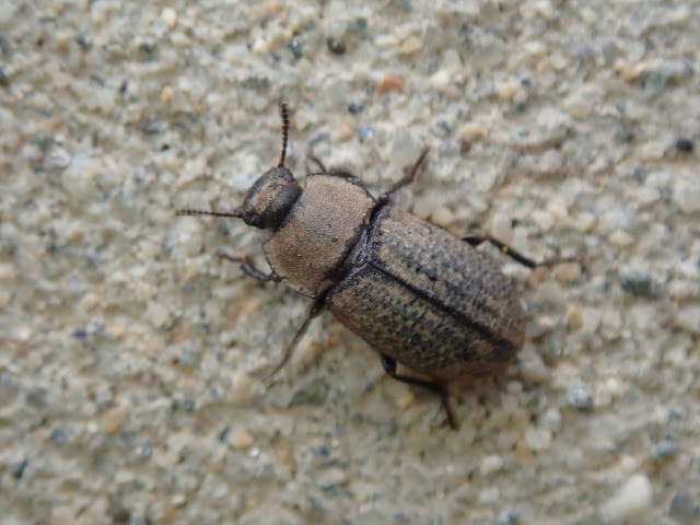Gonocephalum rusticum Gonocephalum rusticum