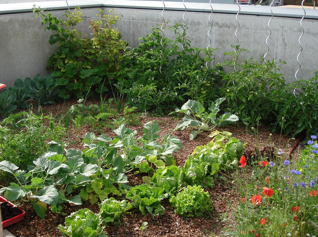 NEUKÖLLN GOES COUNTRY Nutzgarten auf dem Dach