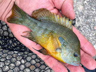 Longear Sunfish, Sunfish on the Fly, Fly Fishing for Sunfish, Texas Fly Fishing, Fly Fishing Texas, Frio River, Fly Fishing the Frio River