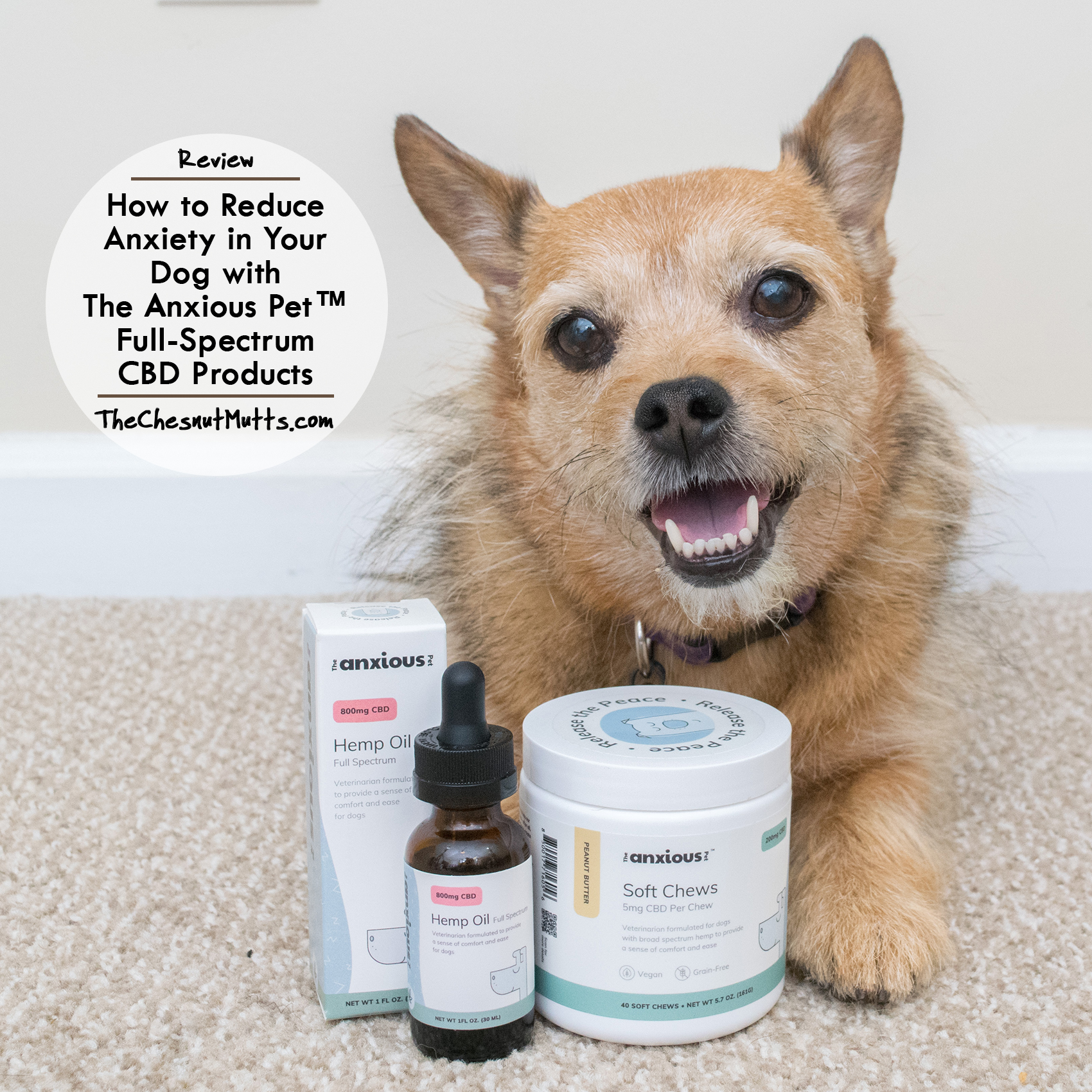Review How to Reduce Anxiety in Your Dog with The Anxious Pet™ Full